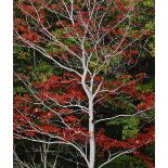 Christopher Burkett (American, b. 1951), Fall Tree - Red, chromogenic print, pencil signed on