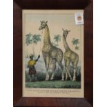 Currier & Ives (Publishers) (American, Established 1837-1907), "The Only Living Giraffes in