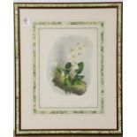 (lot of 6) Alfred Goossens (German, 1866-1944), Botanical Prints of Various Orchids,