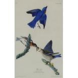 John James Audubon (American, 1785–1851), "Blue Birds, Sylvia Sialis," 1831, hand-colored aquatint