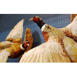 (lot of 2) Taxidermy of pheasants, wall mount, largest: 30"h x 24"w
