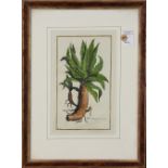 (lot of 2) "Aloe Vulgaris C.B. Pin" and "Cladium Mariscus Prickly Twig Rush," copperplate engravings