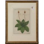 (lot of 4) "Medysarum Gangeticum," "Plantago Major," "Justicia," and "Arundo Aspera Buhu," circa