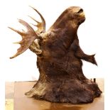 Taxidermy moose head, 38"h x 42"w x 44"d