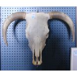 Horned steer skull, 21"h x 24"w