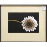 White Dahlia, injet print, unsigned, 20th century, overall (with frame): 14.5"h x 18"w
