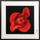 (lot of 2) "Untitled IV (White Rose)" and Untitled (Red Flower), color c-prints, one signed