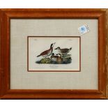 After John James Audubon (American, 1785–1851), "Ruddy Duck," color lithograph, 20th century