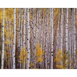 Christopher Burkett (American, b. 1951), Aspens I, chromogenic print, pencil signed on mat lower