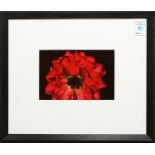 Untitled (Red Flower), color c-print, unsigned, 20th century, overall (with frame): 16"h x 18.75"w