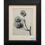 After Karl Blossfeldt (German, 1865-1932), "Ptelea Trifoliata," offset print, unsigned, overall (