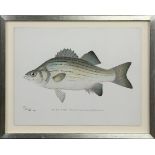 Sherman Foote Denton (American, 1856-1907), "White Bass," chromolithograph, stone signed lower left,