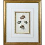 (lot of 2) European School (19th century), "Turbo," hand colored lithographs of snail shells,