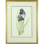 Botanical Print, Irises, photomechanical reproduction, overall (with frame): 29"h x 22"w