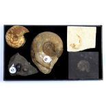 (lot of 4) Ammonite fossil group