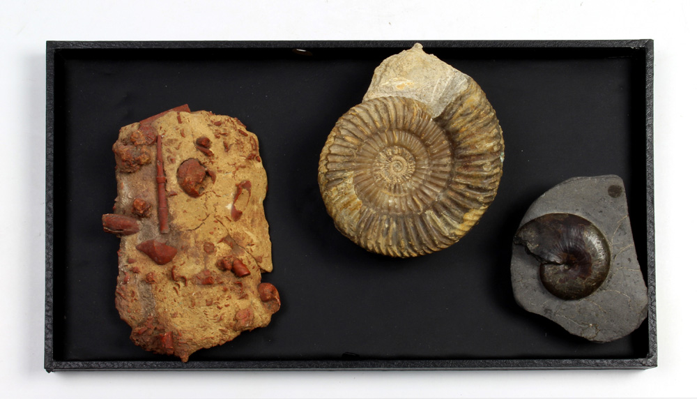 (lot of 3) Ammonite fossil group