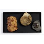 (lot of 3) Ammonite fossil group
