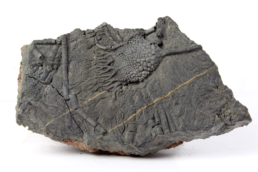 Large and well detailed fossil