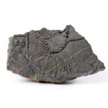 Large and well detailed fossil