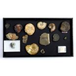 (lot of 15) Assorted fossil group