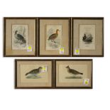 Ornithological Prints, Crested Lark, White-Winged Lark, Red Grouse