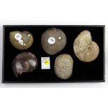 (lot of 4) Ammonite fossil group