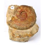 Large ammonite fossil