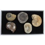 (lot of 5) Ammonite fossil group