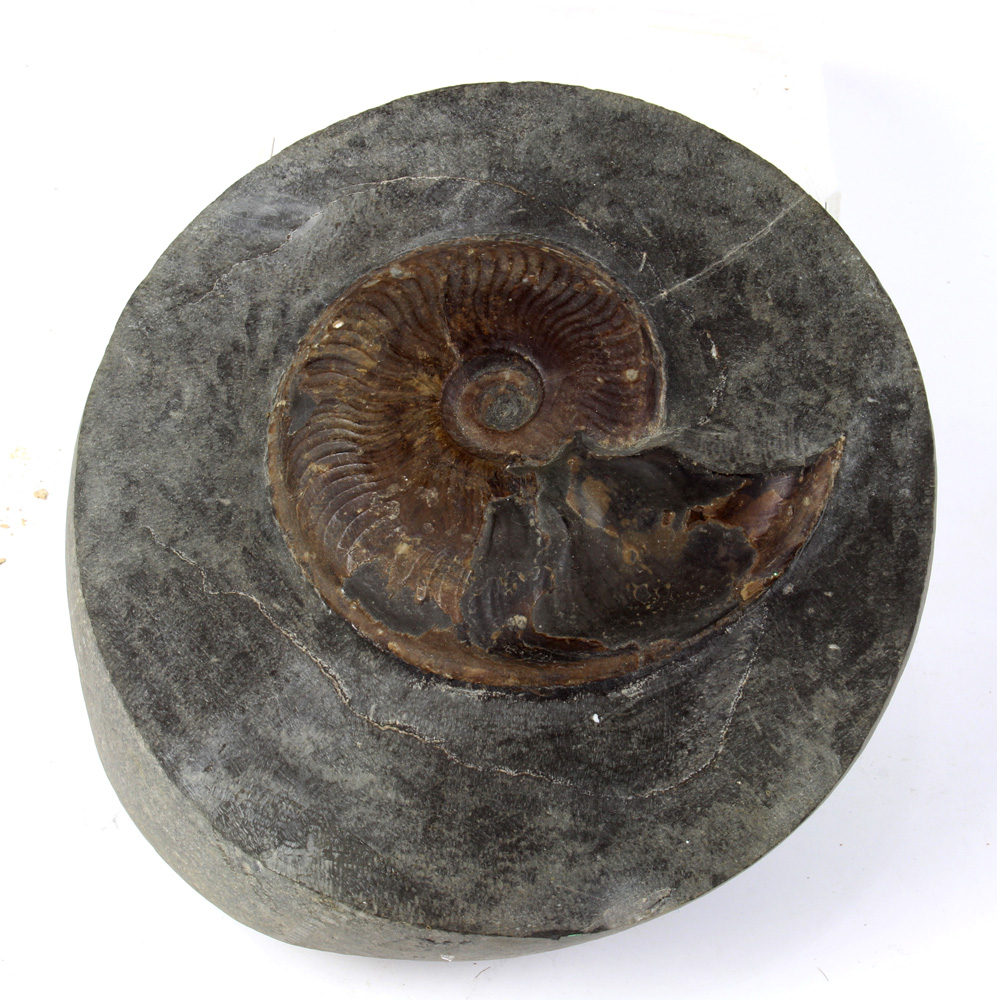 Fine Ammonite fossil