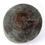 Fine Ammonite fossil