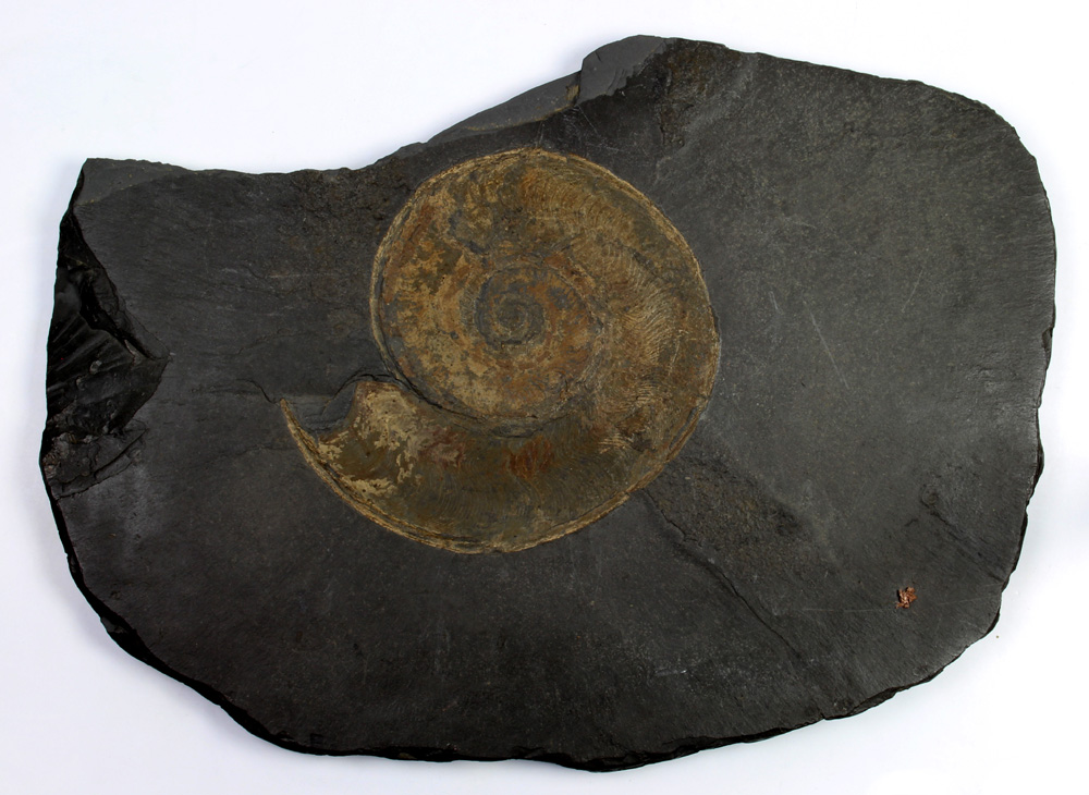 Large Ammonite fossil