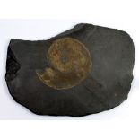 Large Ammonite fossil