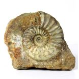 Large ammonite fossil