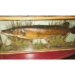 A taxidermy pike in glazed case