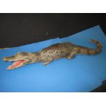 A taxidermy Crocodile, approx length 90cm