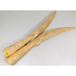 A pair of c.1900 tribal art carved ivory tusks with crocodile decor 20.5in long