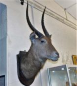 A mounted large taxidermied antelope approx. 44in