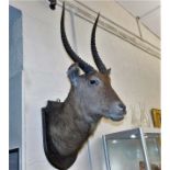 A mounted large taxidermied antelope approx. 44in