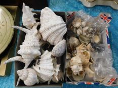 Two boxes of various old seashells