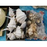 Two boxes of various old seashells