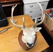An early 20thC. mounted stag head
