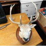 An early 20thC. mounted stag head