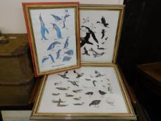 Three bird prints including South Atlantic