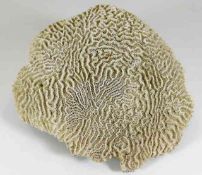 A large vintage brain shaped coral 8.75in wide