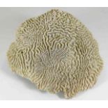 A large vintage brain shaped coral 8.75in wide