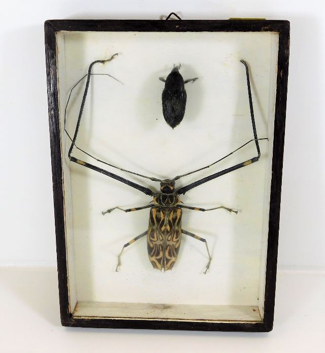 A framed & mounted Harlequin beetle with one other