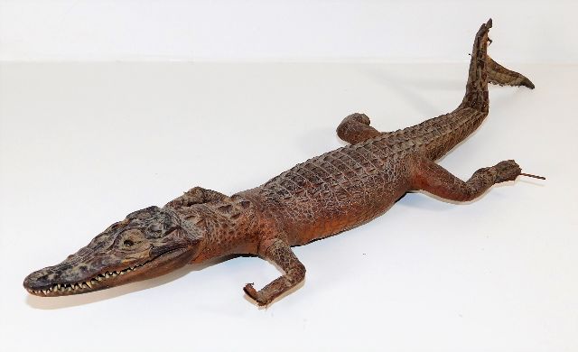 A taxidermy young crocodile, some faults
