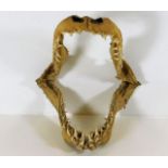 A small set of shark jaws