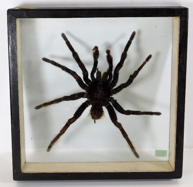 A framed & mounted tarantula spider