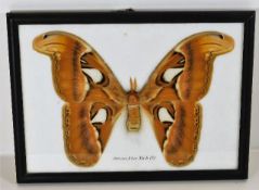 A framed & mounted Atlas Moth